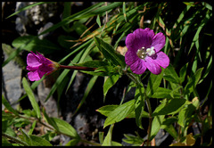 Epilobium hirsutum