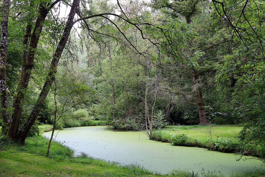 Sous-bois