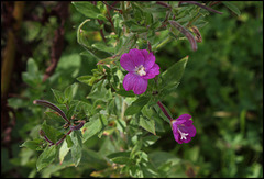 Epilobium hirsutum (3)