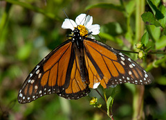 Migrating Monarch