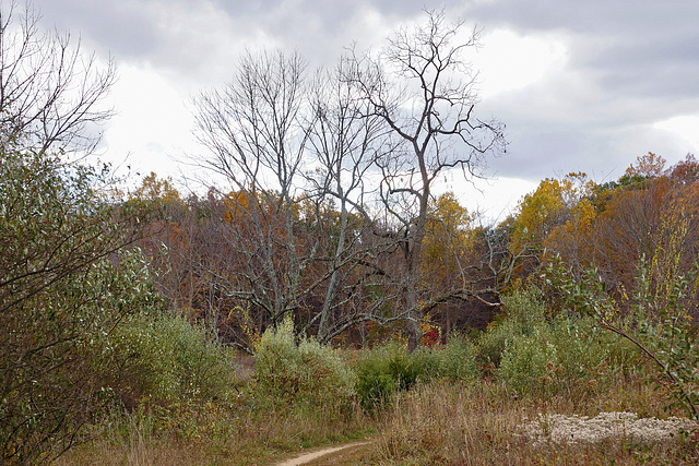 The Twisted Sister – Kittatinny Valley State Park, Andover, New Jersey