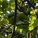 Rose-ringed Parakeet eating apples