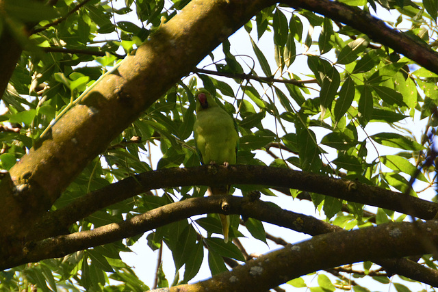 Rose-ringed Parakeet