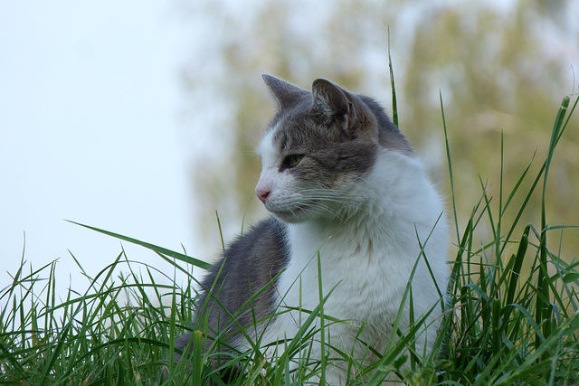 ... eine Katze auf dem Damm