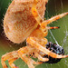 Orb Web Spider. Araneus diadematus