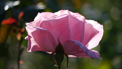 Butchart Gardens 04 - Rose