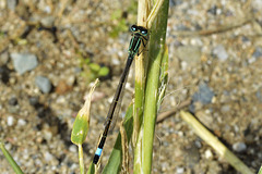 Common Bluetail  (Ischnura elegans)