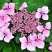 Hydrangea - Mairie d'Alizay