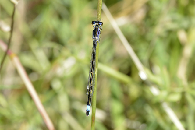 Common Bluetail f, type-A (Ischnura elegans)