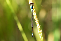 Common Bluetail (Ischnura elegans)