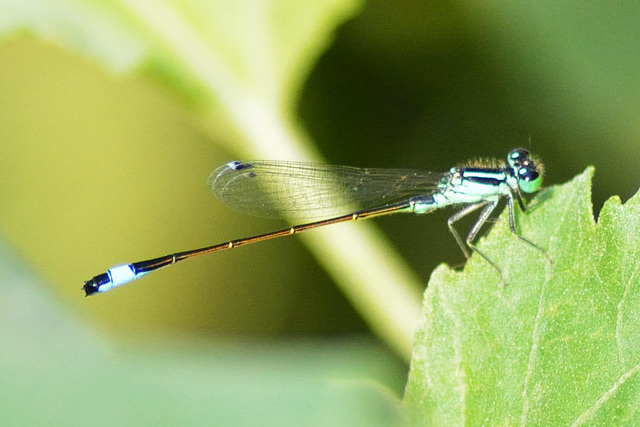 Common Bluetail (Ischnura elegans)