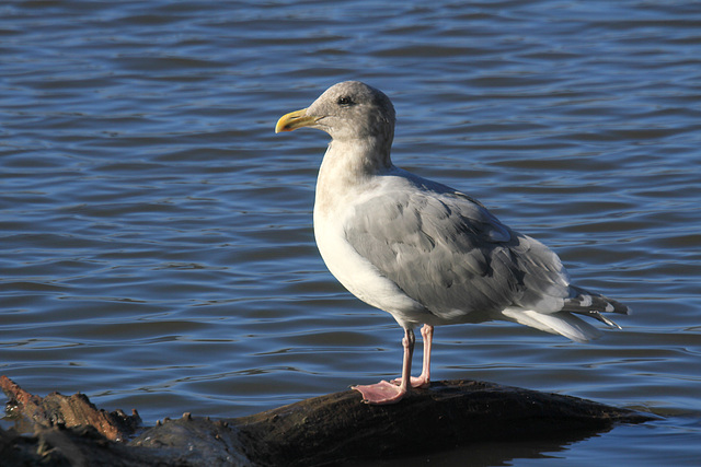 Herring Gull