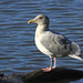 Herring Gull