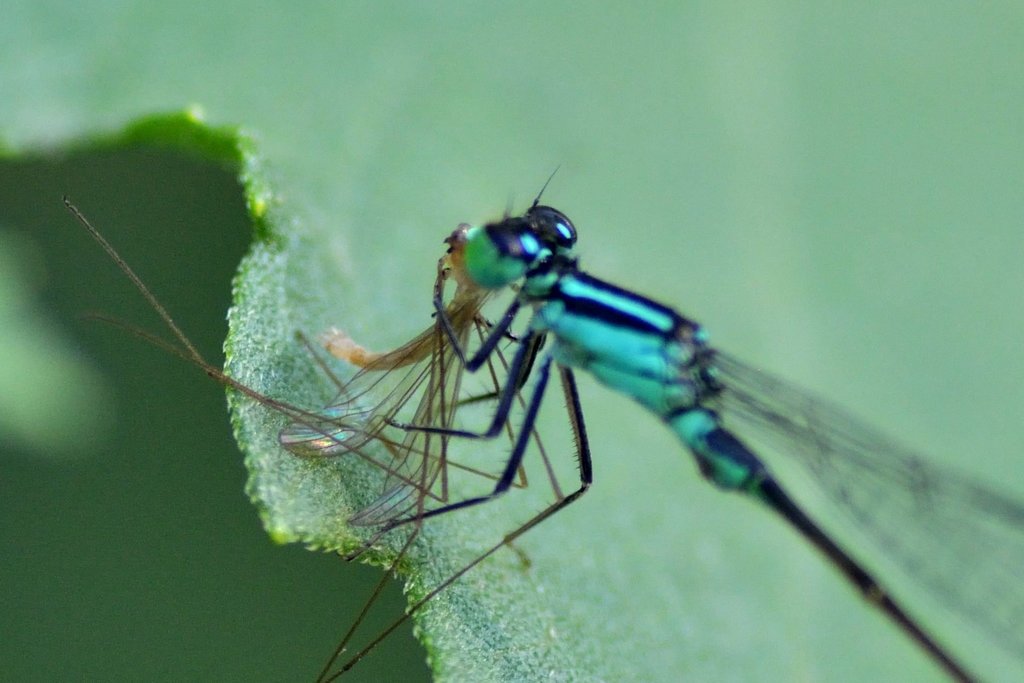 Common Bluetail at breakfast (Ischnura elegans)