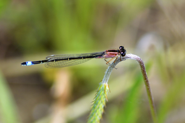 Common Bluetail f, type-C (Ischnura elegans)