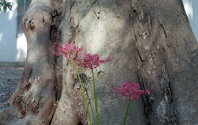 Spider lilies_2