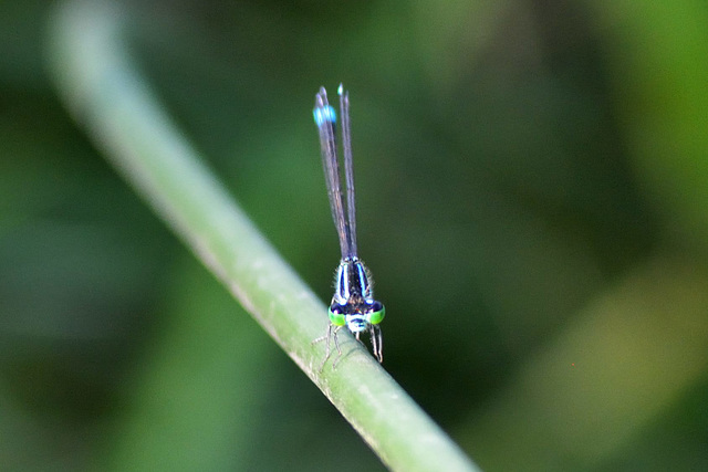 Common Bluetail m (Ischnura elegans)