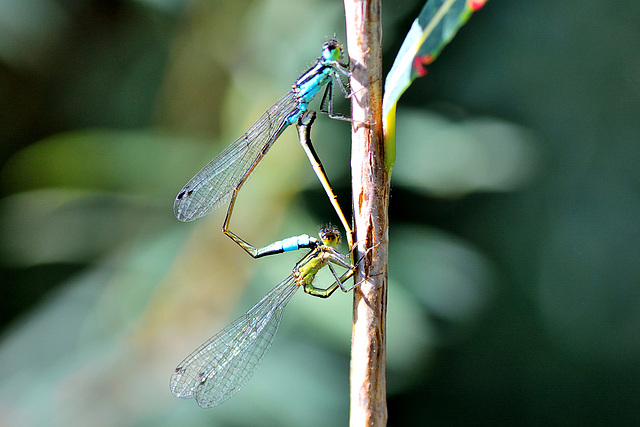 Common Bluetail m + f (Ischnura elegans)