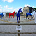Caen 2014 – Musée de Normandie – Équitations – New colours for horses