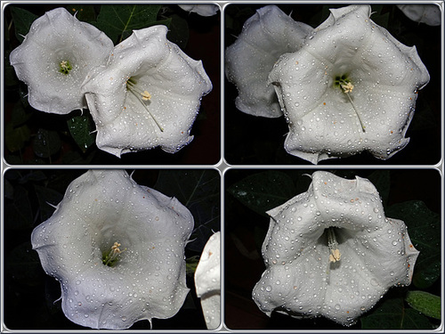 Moonflowers and raindrops (Datura inoxia) Collage