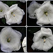 Moonflowers and raindrops (Datura inoxia) Collage