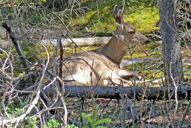 Searching for shade