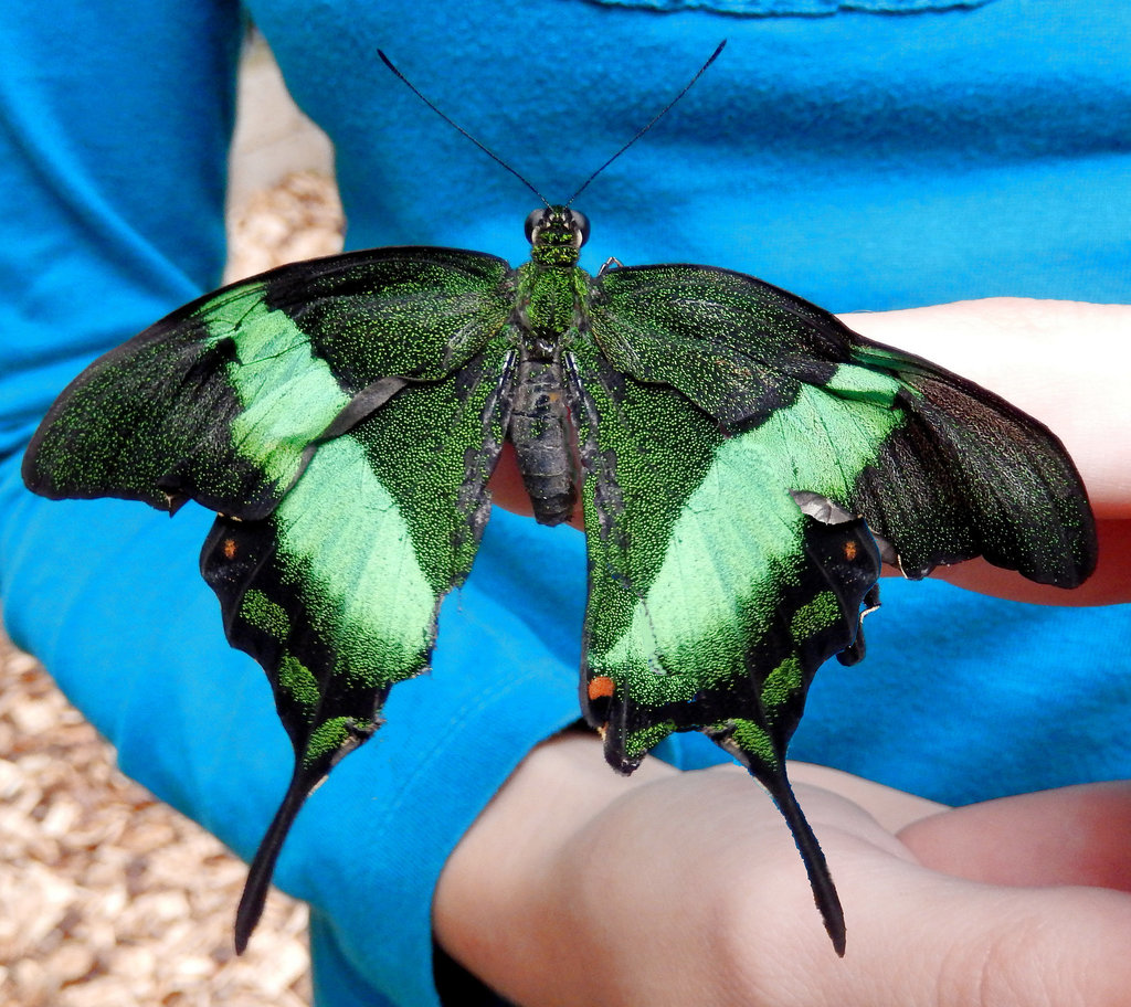 Papilio palinurus. ©UdoSm