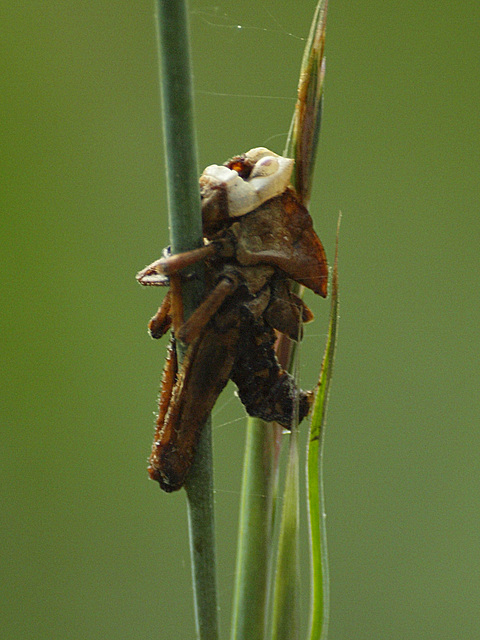 itty bitty baby predator hatchling