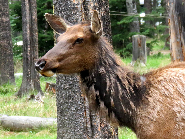 Elk