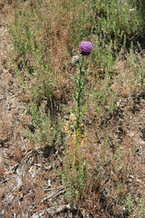 "Canadian" thistle