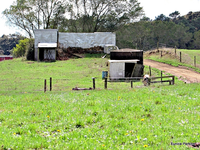 Milking shed