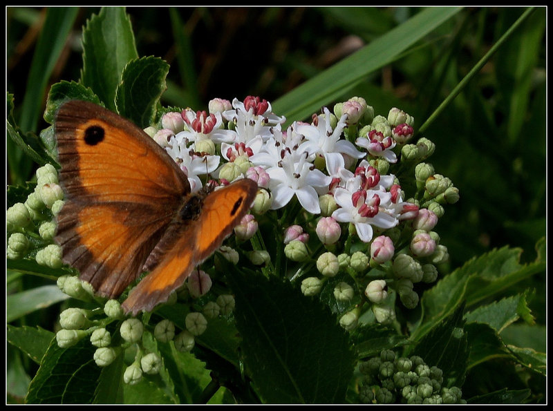 Sambucus ebulus