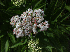 Sambucus ebulus (3)