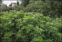 Sambucus ebulus (2)