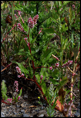 Polygonum persicaria