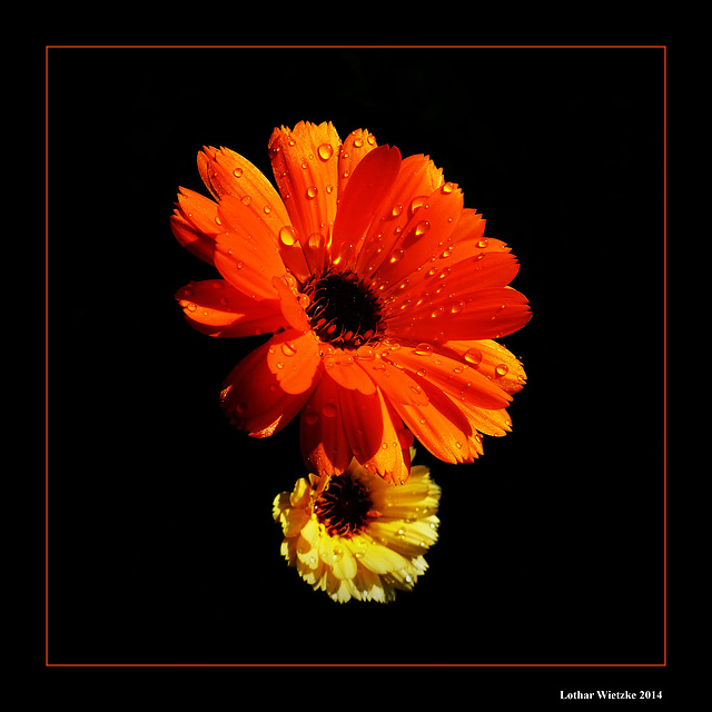 Ringelblume (Calendula officinalis)