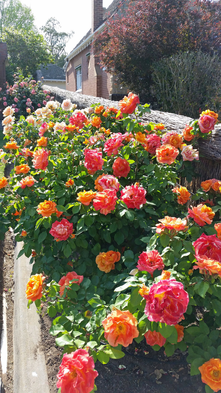 orange roses