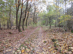 Waldweg in der Kummersdorfer Heide