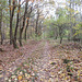 Waldweg in der Kummersdorfer Heide