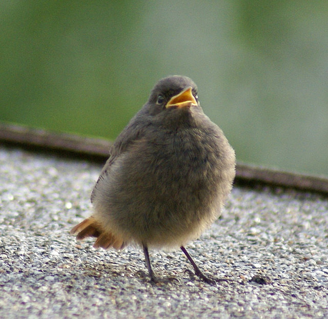 "Hello Mama,? I'm hungry...."  ©UdoSm