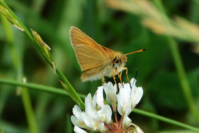 Essex Skipper (Thymelicus lineola)