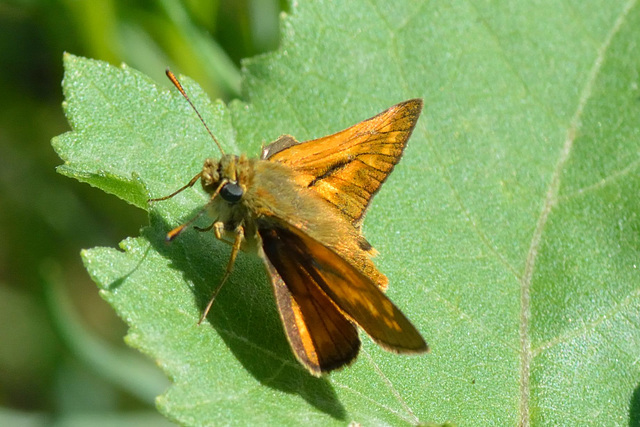 Large Skipper m (Ochlodes sylvanus)