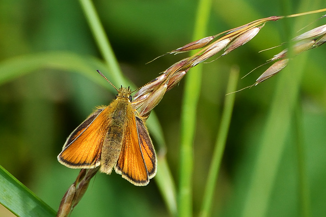 Essex Skipper f (Thymelicus lineola)