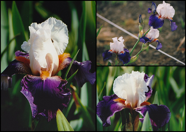 Iris Hortense Cayeux