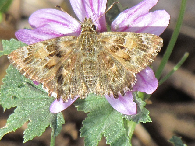 Mallow skipper (Carcharodus alceae)