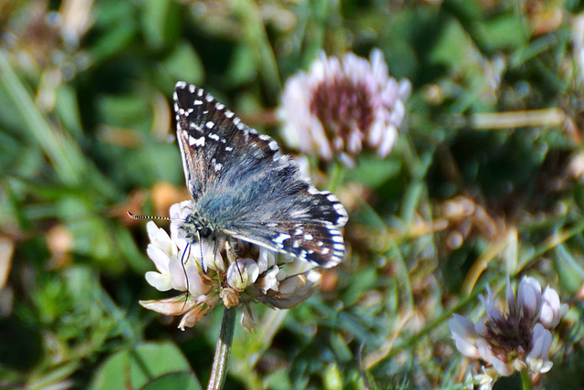 Oberthur's Grizzled Skipper (Pyrgus armoricanus)