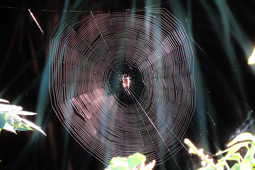 web