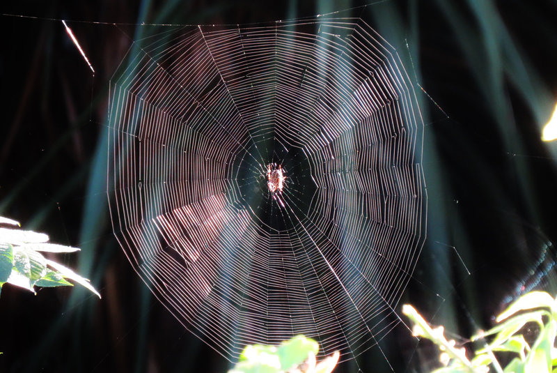 web