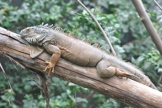 Zoo de Vincennes