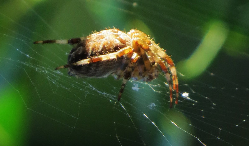 spider